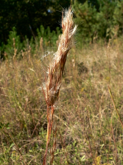 {Andropogon glomeratus}